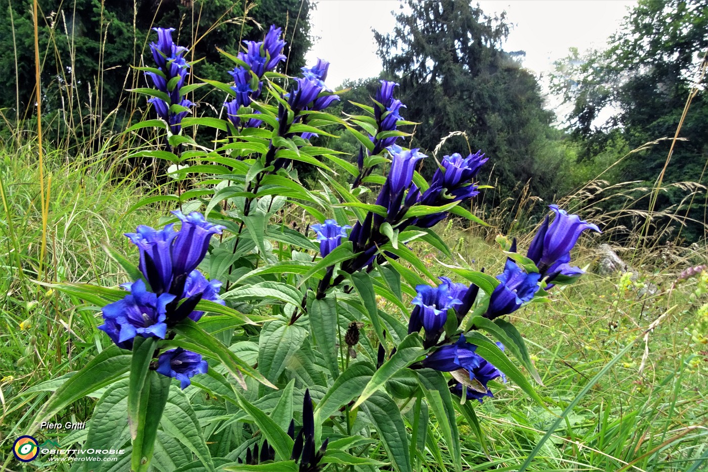 64 Genziana minore (Gentiana asclepiadea).JPG -                                